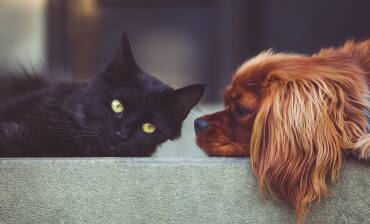 Animaux seniors : accompagner son compagnon au fil des années