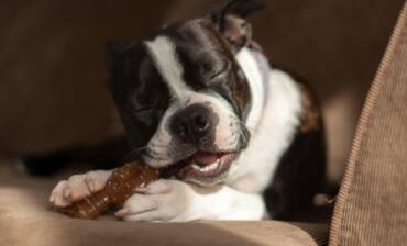 Mastication chez le chien : pourquoi est-elle importante et que lui donner à mâcher ? 