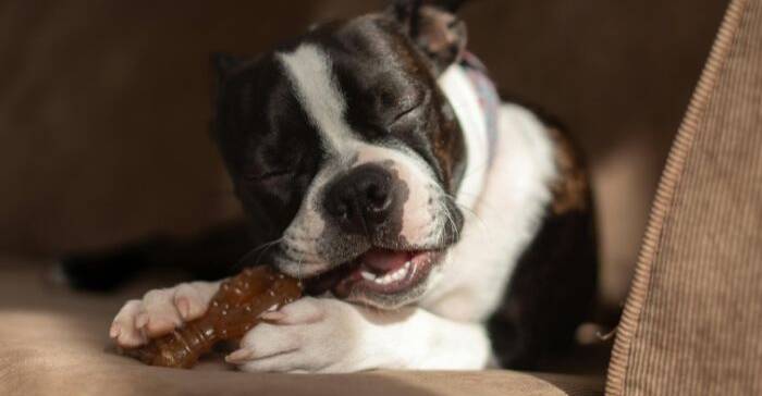 Dog Chewing: Why Is It Important and What Should You Give Your Dog to Chew?