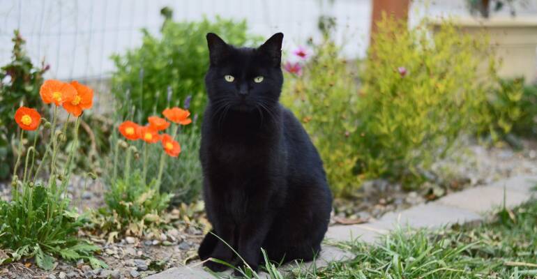 Chat noir : caractère, races, santé et idées reçues à connaître