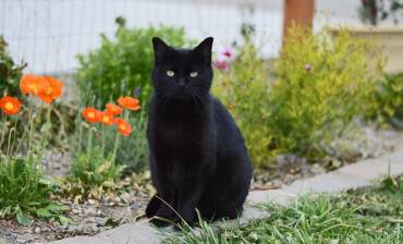 Chat noir : caractère, races, santé et idées reçues à connaître