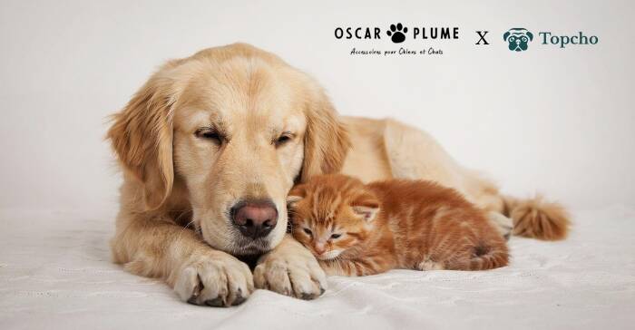 Oscar et Plume : la boutique d'accessoires design pour chien et chat 