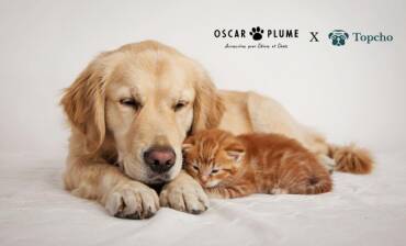 Oscar et Plume : la boutique d'accessoires design pour chien et chat 