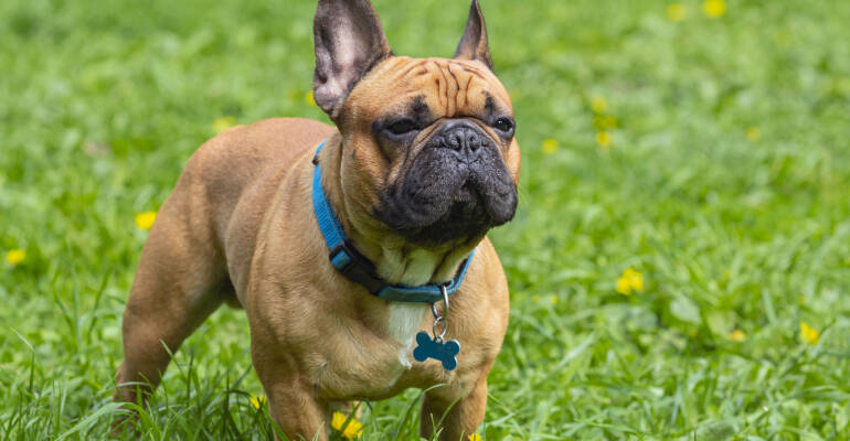French Bulldog