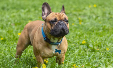 Bouledogue Français