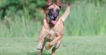 Berger Belge