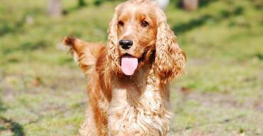 Cocker anglais
