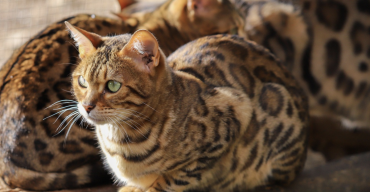 Bengal