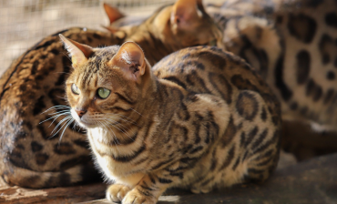 Bengal