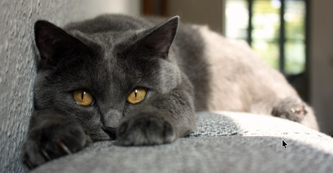 Chartreux