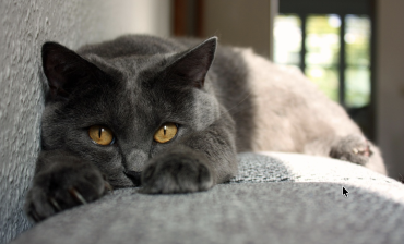 Chartreux