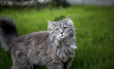 Maine Coon