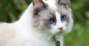 Ragdoll