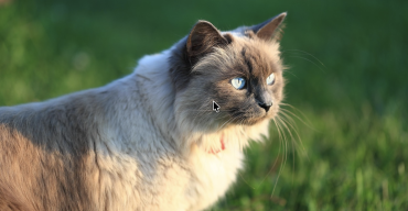 Sibérien
