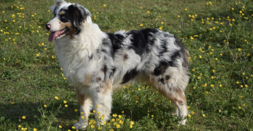 Australian Shepherd