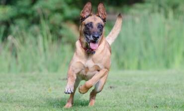 Belgian Shepherd
