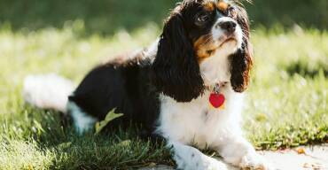 Cavalier King Charles Spaniel