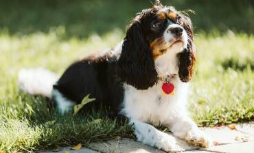 Cavalier King Charles Spaniel