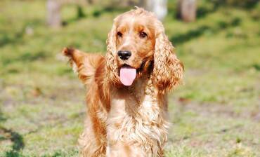 English Cocker Spaniel