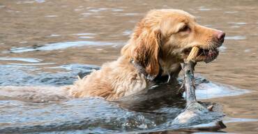 Golden Retriever