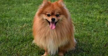 German Spitz