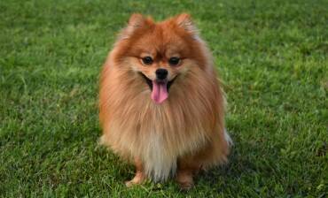 German Spitz