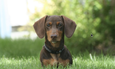 Dachshund