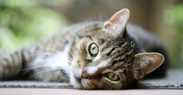 European Shorthair