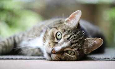 European Shorthair