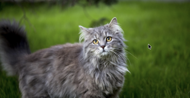Maine Coon