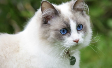 Ragdoll Cat