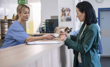 Veterinary costs: understanding expenses related to pet care