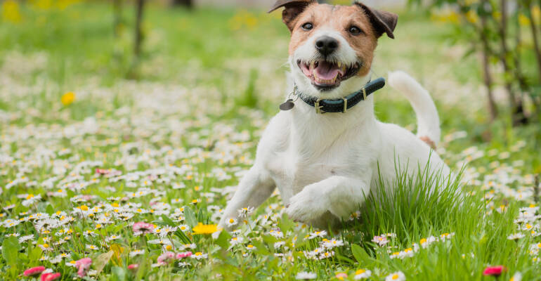Les allergies chez le chien et le chat : mieux comprendre pour mieux agir