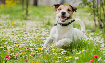 Allergies in dogs and cats: understanding them to provide better care