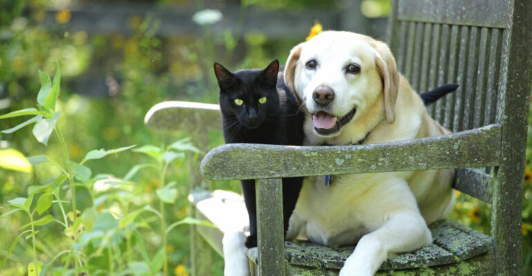 Internal and external parasites: a constant threat to your pet's health