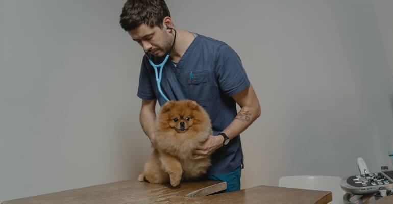 La vaccination des chiens et des chats : un geste essentiel pour leur santé