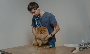 La vaccination des chiens et des chats : un geste essentiel pour leur santé