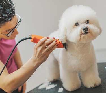 Visit any licensed vet or service