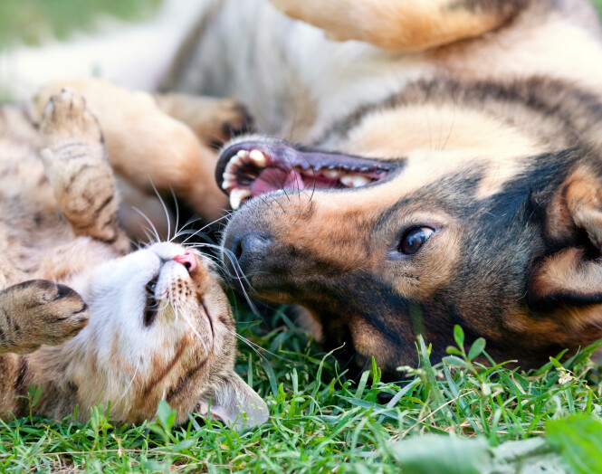 <span>Pour un animal plus heureux et en meilleure santé</span>