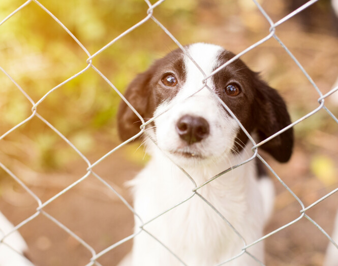 Community Care <br /><span>Parce que tous les animaux méritent d’être protégés</span>
