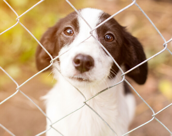 Community Care <br /><span>Because every animal deserves protection</span>
