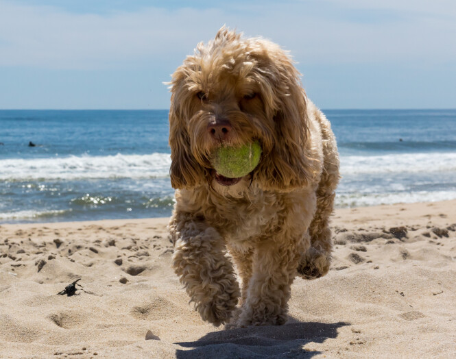 <span>Pet insurance</span> <br />Pet insurance that helps you plan ahead