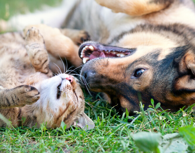  <span>Pet insurance for a healthier, happier pet</span>